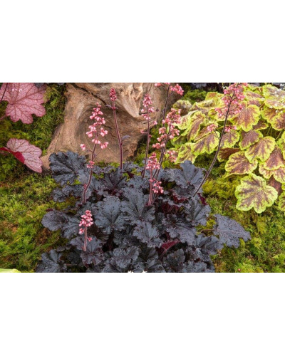 Гейхера гібридна ’Таймлес Найт’|Heuchera hybrida ’Timeless Night’|Гейхера гибридная ’Таймлес Найт’