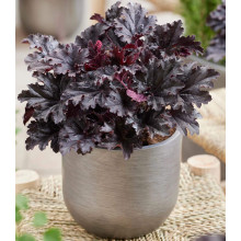 Гейхера гібридна ’Таймлес Найт’|Heuchera hybrida ’Timeless Night’|Гейхера гибридная ’Таймлес Найт’