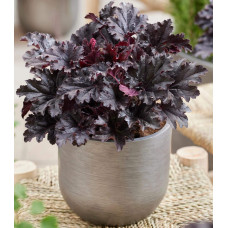 Гейхера гібридна ’Таймлес Найт’|Heuchera hybrida ’Timeless Night’|Гейхера гибридная ’Таймлес Найт’