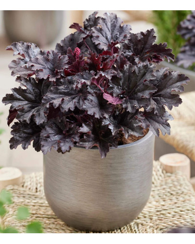 Гейхера гібридна ’Таймлес Найт’|Heuchera hybrida ’Timeless Night’|Гейхера гибридная ’Таймлес Найт’