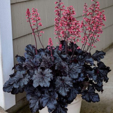 Гейхера гібридна ’Таймлес Найт’|Heuchera hybrida ’Timeless Night’|Гейхера гибридная ’Таймлес Найт’
