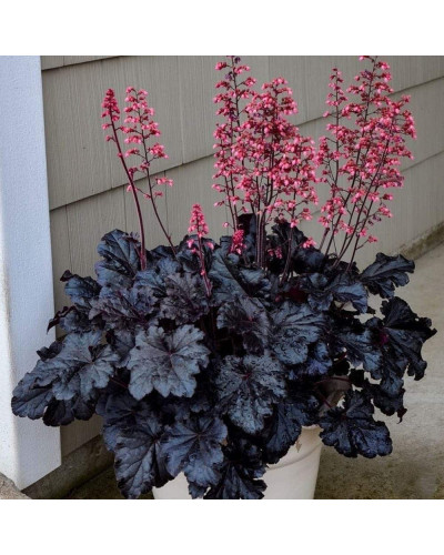 Гейхера гібридна ’Таймлес Найт’|Heuchera hybrida ’Timeless Night’|Гейхера гибридная ’Таймлес Найт’