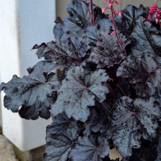 Гейхера гібридна ’Таймлес Найт’|Heuchera hybrida ’Timeless Night’|Гейхера гибридная ’Таймлес Найт’