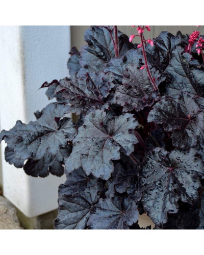 Гейхера гібридна ’Таймлес Найт’|Heuchera hybrida ’Timeless Night’|Гейхера гибридная ’Таймлес Найт’