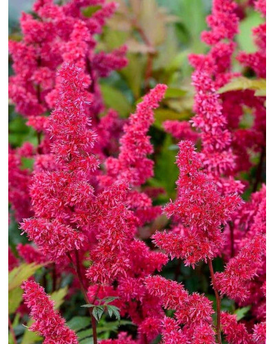Астильба арендса Фанал | Астильба арендса Фанал | Astilbe arendsii Fanal