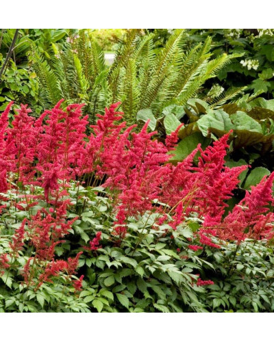 Астильба арендса Фанал | Астильба арендса Фанал | Astilbe arendsii Fanal