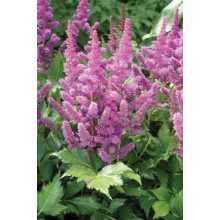 Астильба китайська | Astilbe chinensis | Астильба китайская