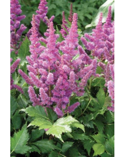Астильба китайська | Astilbe chinensis | Астильба китайская