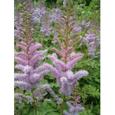 Астильба китайська | Astilbe chinensis | Астильба китайская