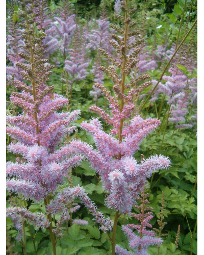 Астильба китайська | Astilbe chinensis | Астильба китайская