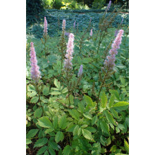 Астильба китайська | Astilbe chinensis | Астильба китайская