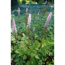 Астильба китайська | Astilbe chinensis | Астильба китайская