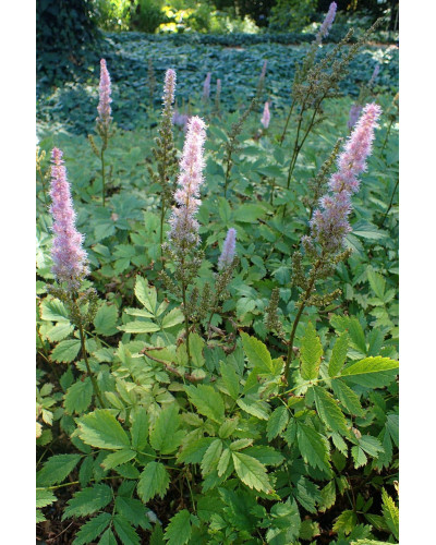 Астильба китайська | Astilbe chinensis | Астильба китайская