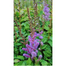 Астильба китайська | Astilbe chinensis | Астильба китайская