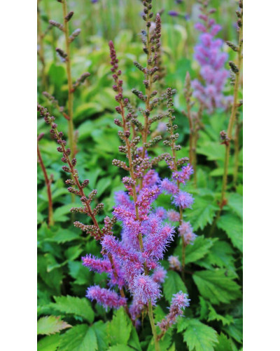 Астильба китайська | Astilbe chinensis | Астильба китайская