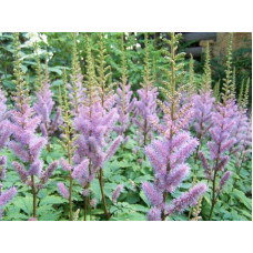 Астильба китайська | Astilbe chinensis | Астильба китайская