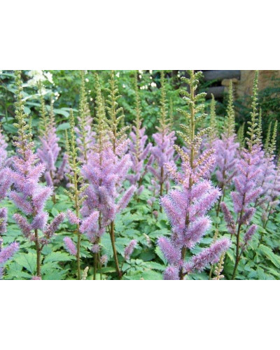 Астильба китайська | Astilbe chinensis | Астильба китайская