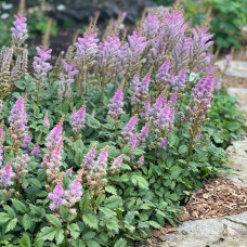 Астильба китайська | Astilbe chinensis | Астильба китайская