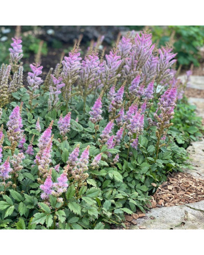 Астильба китайська | Astilbe chinensis | Астильба китайская