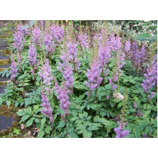 Астильба китайська | Astilbe chinensis | Астильба китайская