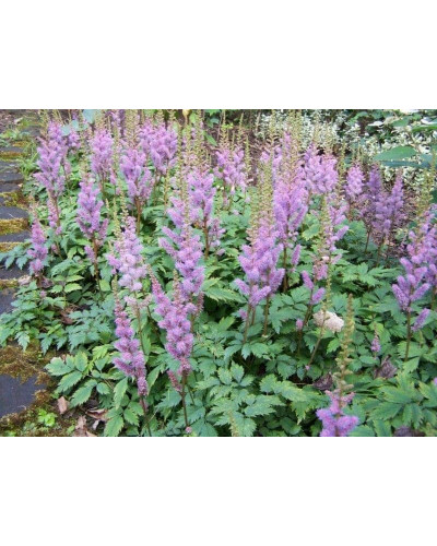 Астильба китайська | Astilbe chinensis | Астильба китайская