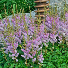 Астильба китайська | Astilbe chinensis | Астильба китайская