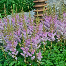 Астильба китайська | Astilbe chinensis | Астильба китайская