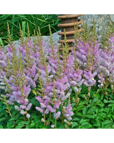 Астильба китайська | Astilbe chinensis | Астильба китайская