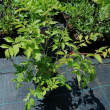 Астильба китайська | Astilbe chinensis | Астильба китайская