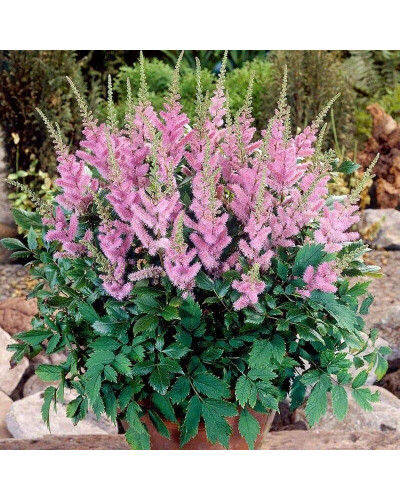 Астильба китайська | Astilbe chinensis | Астильба китайская