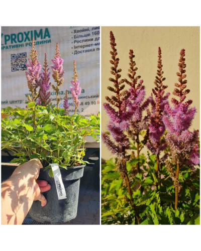 Астильба китайська | Astilbe chinensis | Астильба китайская