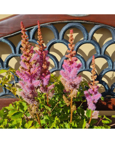 Астильба китайська | Astilbe chinensis | Астильба китайская