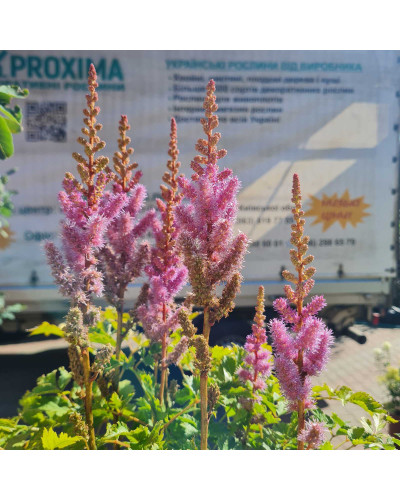 Астильба китайська | Astilbe chinensis | Астильба китайская