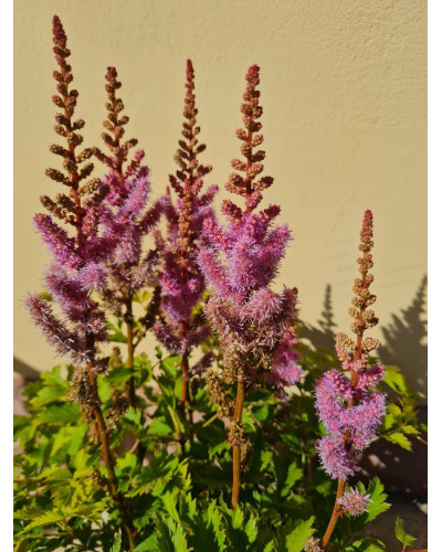 Астильба китайська | Astilbe chinensis | Астильба китайская