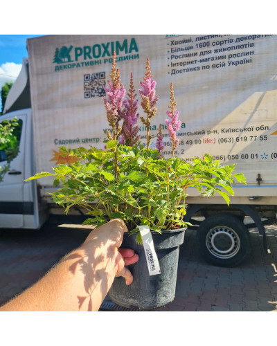 Астильба китайська | Astilbe chinensis | Астильба китайская
