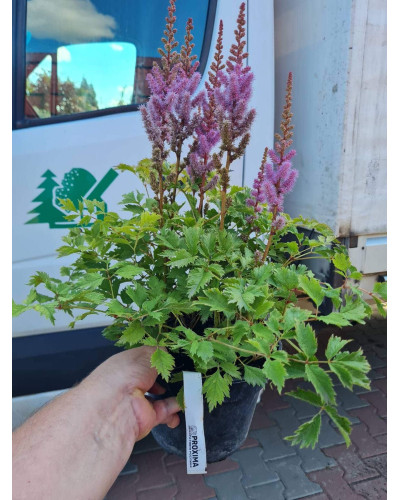 Астильба китайська | Astilbe chinensis | Астильба китайская