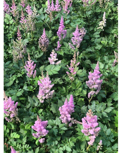 Астильба китайська | Astilbe chinensis | Астильба китайская