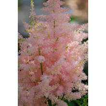 Астильба японська Європа | Астильба японская Европа | Astilbe Japonica Europa