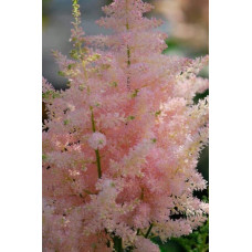 Астильба японська Європа | Астильба японская Европа | Astilbe Japonica Europa