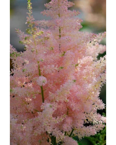Астильба японська Європа | Астильба японская Европа | Astilbe Japonica Europa
