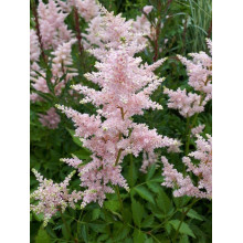 Астильба японська Європа | Астильба японская Европа | Astilbe Japonica Europa
