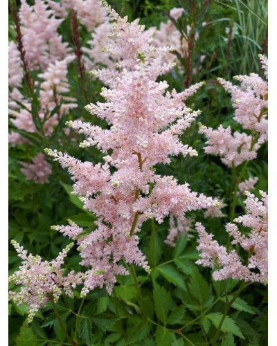 Астильба японська Європа | Астильба японская Европа | Astilbe Japonica Europa