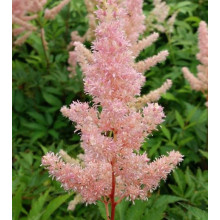 Астильба японська Європа | Астильба японская Европа | Astilbe Japonica Europa