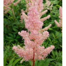 Астильба японська Європа | Астильба японская Европа | Astilbe Japonica Europa