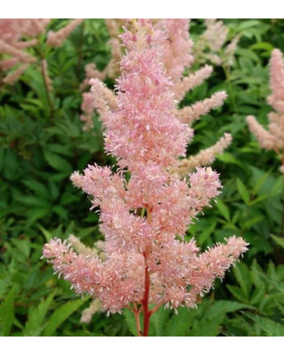 Астильба японська Європа | Астильба японская Европа | Astilbe Japonica Europa