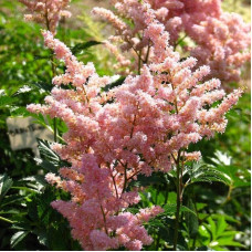 Астильба японська Європа | Астильба японская Европа | Astilbe Japonica Europa