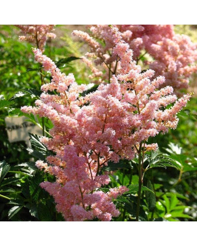 Астильба японська Європа | Астильба японская Европа | Astilbe Japonica Europa
