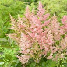 Астильба японська Європа | Астильба японская Европа | Astilbe Japonica Europa