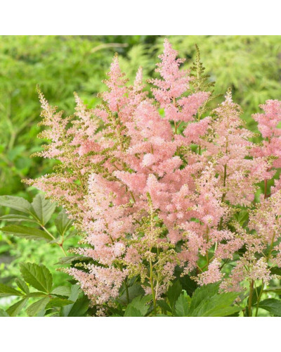 Астильба японська Європа | Астильба японская Европа | Astilbe Japonica Europa