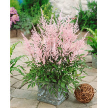 Астильба японська Європа | Астильба японская Европа | Astilbe Japonica Europa